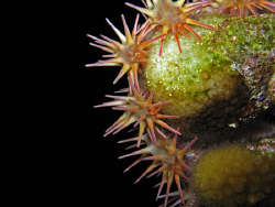 Crown of thorns sea star taken with a Canon G9 and intern... by James Dawson 